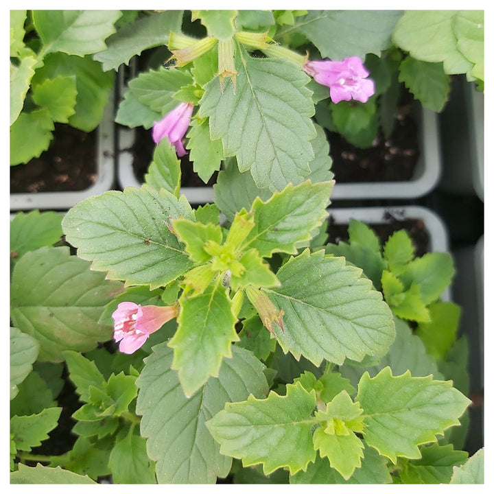 Green Calamintha Herb Plant Seeds for Planting | Heirloom, Non-GMO, High Germination Organic Garden Seeds for Kitch | Neera Seeds product photo [neera-v4-bacd6fd2c188178acb75]