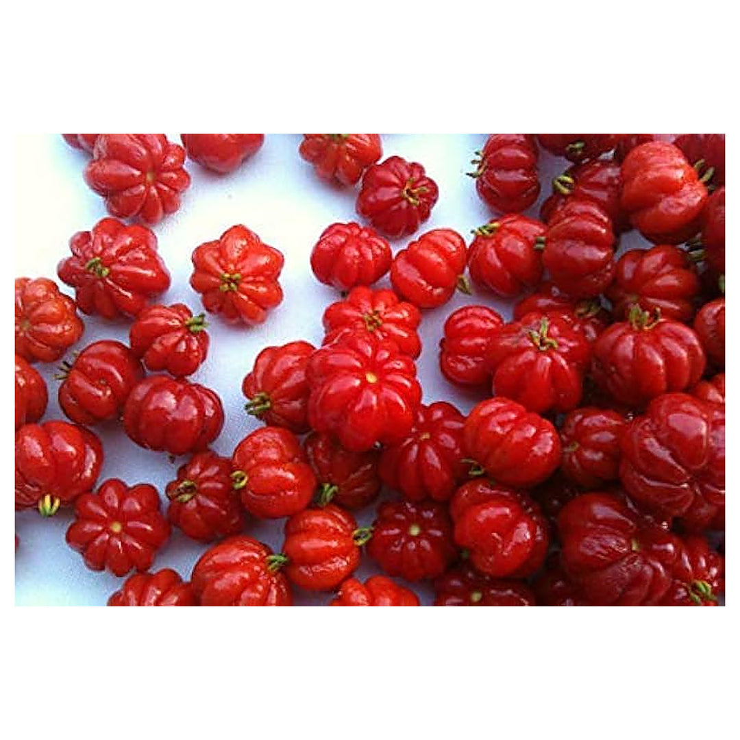 Portal Cool Pitanga Fruit Seeds – Suriname Brazilian Cherry, Tropical & Tart Pitanga, Heirloom & Non-GMO Seeds | Neera Seeds product photo [neera-v4-baf41c4bf001eb2af562]