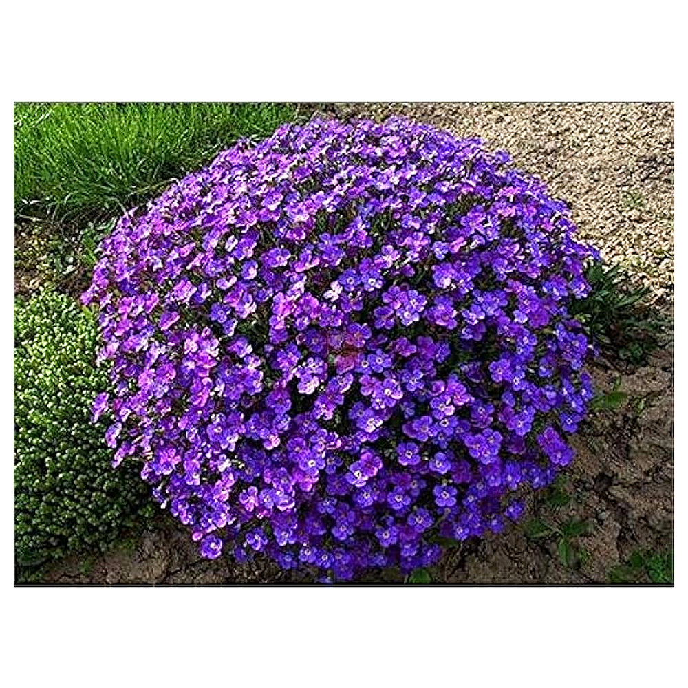Purple Aubrieta Rock Cascade Flower Seeds for Planting – Heirloom, Non-GMO, High Germination Ground Cover for Borde | Neera Seeds product photo [neera-v4-bafcf04ca12eb090c8f3]