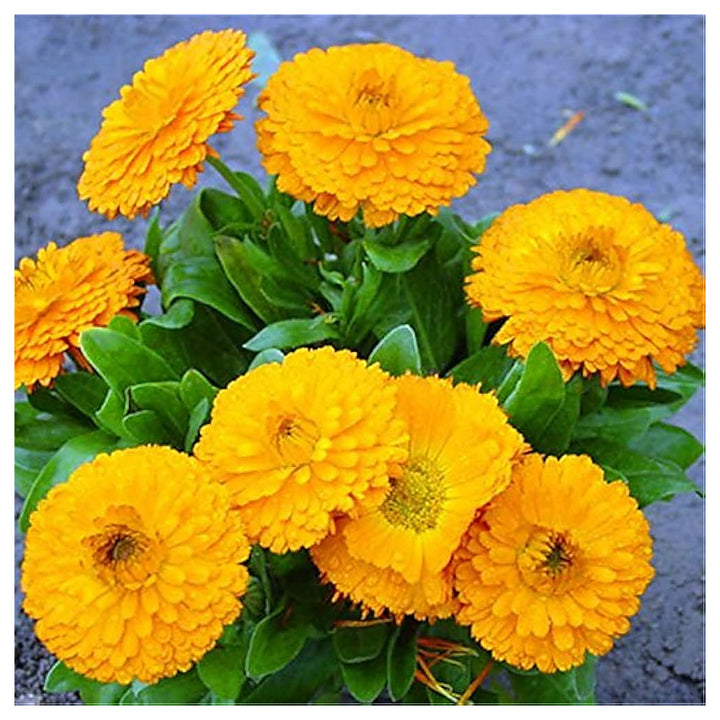Calendula Flower Seeds for Planting – Heirloom, Non-GMO Medicinal and Ornamental Garden Seeds | Neera Seeds product photo [neera-v4-bb107826f15c6efebe5a]