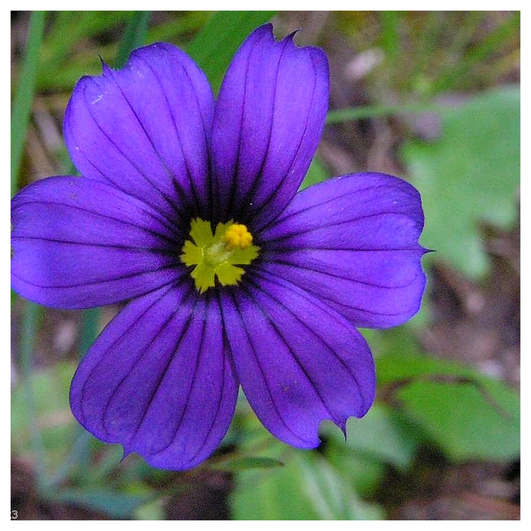Sisyrinchium Bellum Flower For Planting In Flower Bed Flower Seeds for Home Garden Planting, | Neera Seeds product photo [neera-v4-bb1840ce0eb97c311d82]