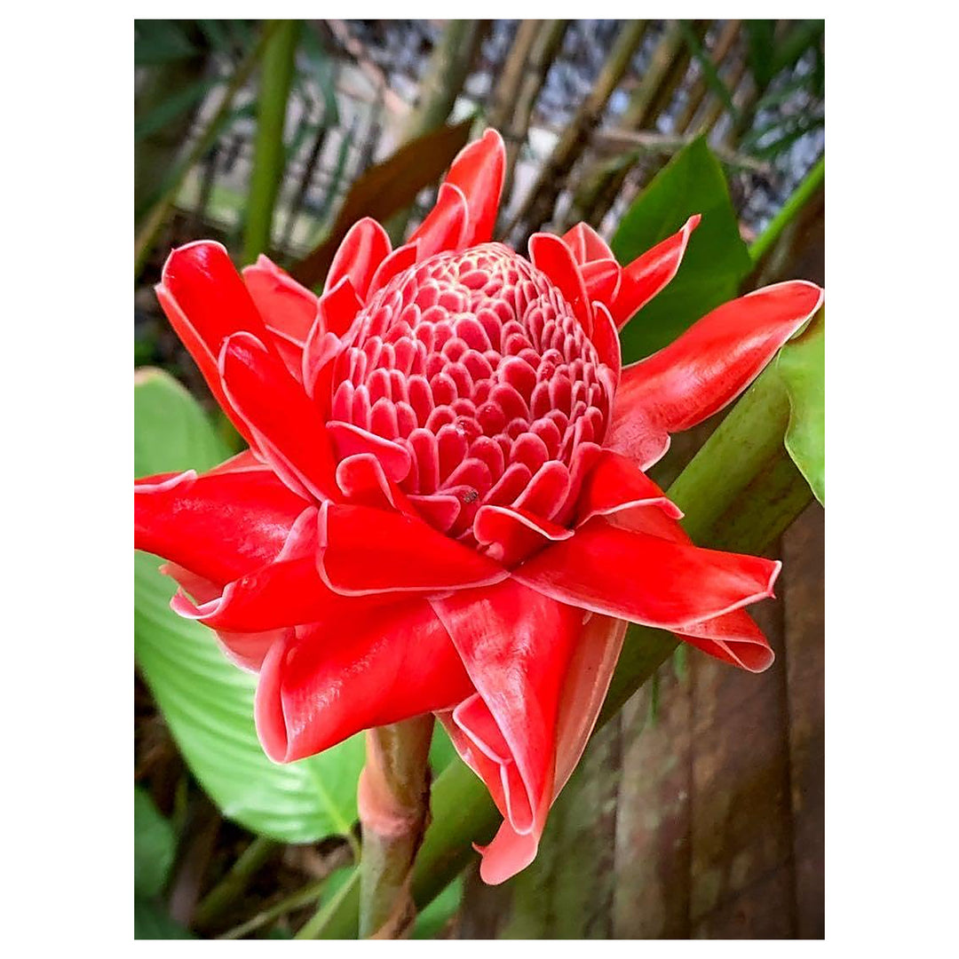 Torch Ginger Flower Seeds for Planting – Heirloom Non-GMO Seeds, High Germination Organic Tropical Garden Blooms | Neera Seeds product photo [neera-v4-bb1a53932718492e674f]
