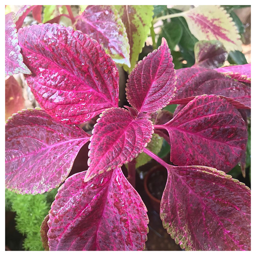 Heirloom Pink Coleus Flower Seeds for Planting – Non-GMO, Vibrant Ornamental Garden Foliage | Neera Seeds product photo [neera-v4-bb29957f686185855a9c]