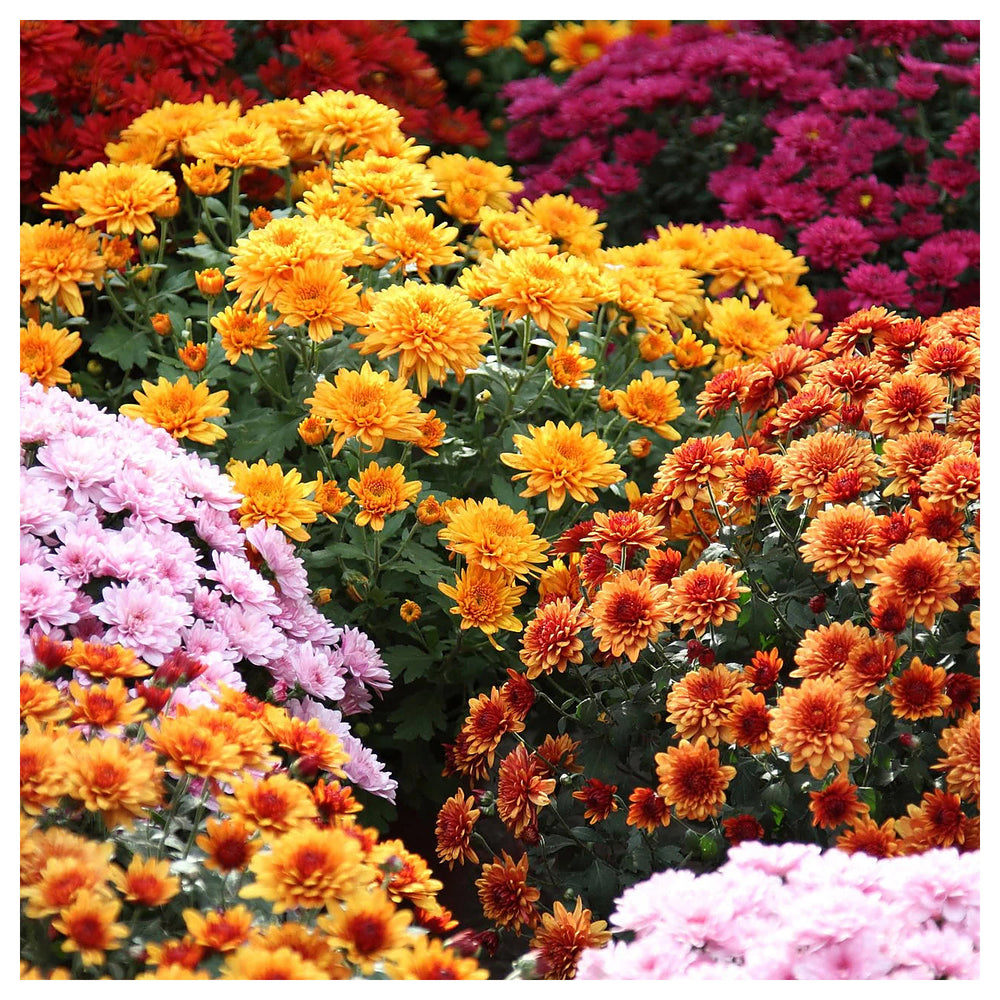 Heirloom Non-GMO Chrysanthemum Flower Seeds – Fall Color Blooms for Garden Planting | Neera Seeds product photo [neera-v4-bb37afb08e73a314b66a]