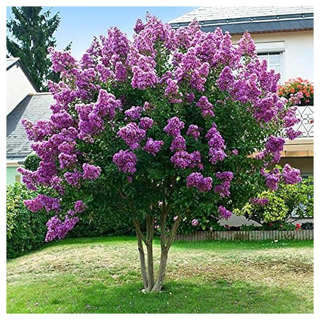 Lagerstroemia Speciosa Lagerstroemia Speciosa Tree For Planting In Garden Flower Seeds for Home | Neera Seeds product photo [neera-v4-bb3bbf36b30028c83e7d]