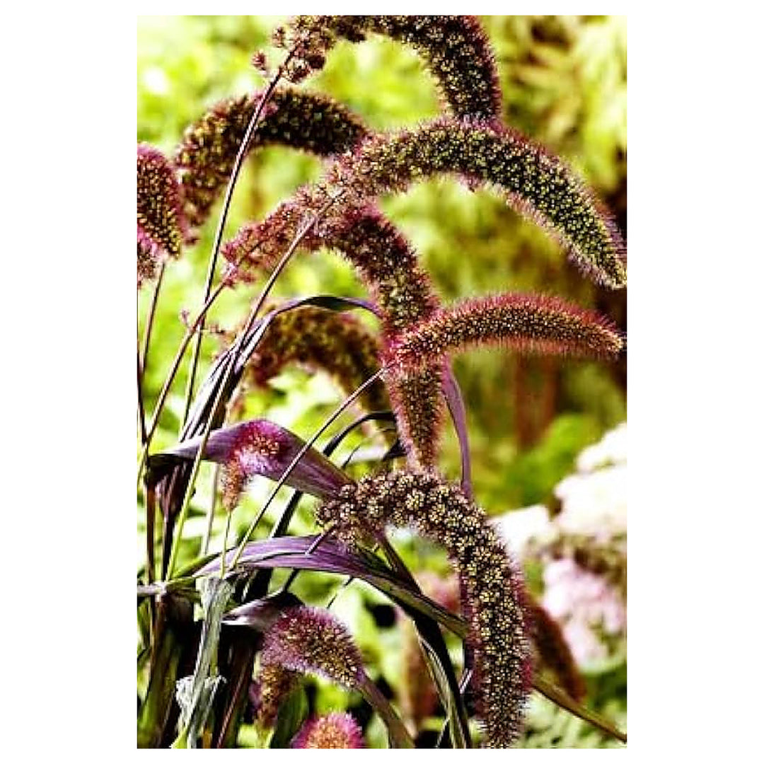Foxtail Millet Red Jewel Ornamental Plant Seeds for Planting – Heirloom &amp; Non-GMO Garden Seeds | Neera Seeds product photo [neera-v4-bb3ca26503ab64a2db13]