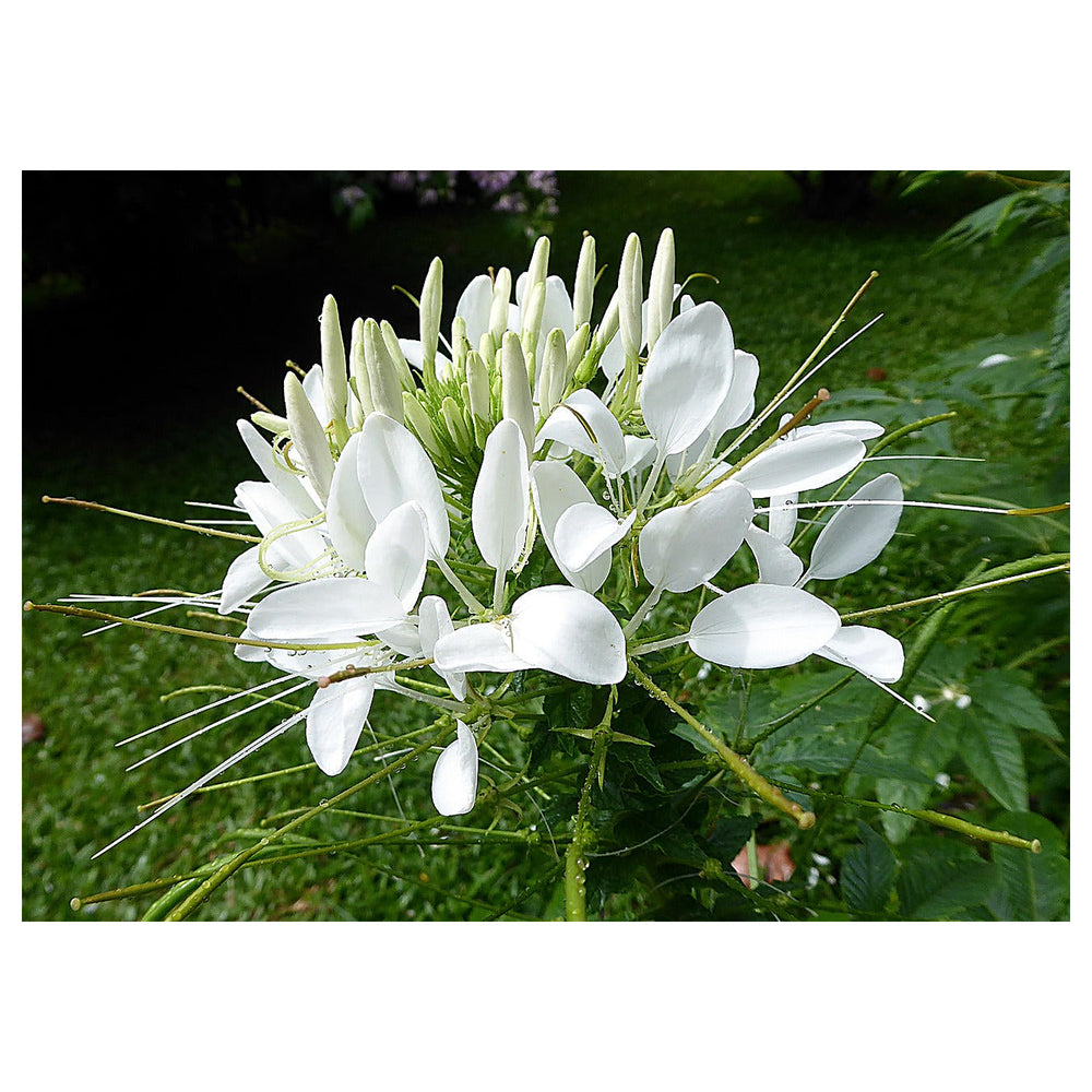 White Cleome Flower Seeds for Planting – Heirloom, Non-GMO Flower Seeds | Neera Seeds product photo [neera-v4-bb60f951de618915e91d]