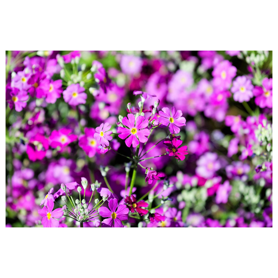 Lavender Primula Malacoides Flower Seeds – Heirloom Non-GMO High Germination Organic Garden Seeds for Planting | Neera Seeds product photo [neera-v4-bb61a16cc8d18c5fdfa4]