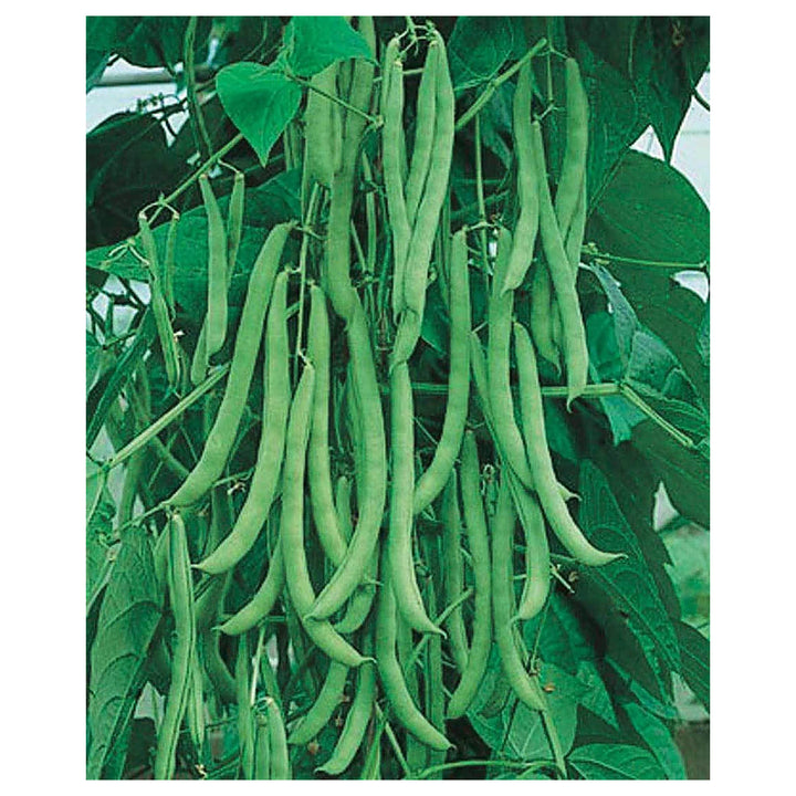 Heirloom Missouri Wonder Pole Bean Seeds – Climbing Green Beans for Planting, Non-GMO, Organic Garden Seeds | Neera Seeds product photo [neera-v4-bb6fed983bf4f5b24cb9]