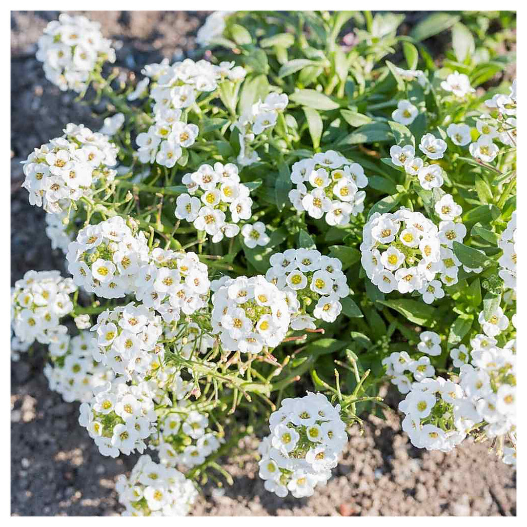White Sweet Alyssum Carpet Of Snow Flower Planting Heirloom Non Gmo Flower Seeds Home | Neera Seeds product photo [neera-v4-bb8a50435a64d15aee7c]