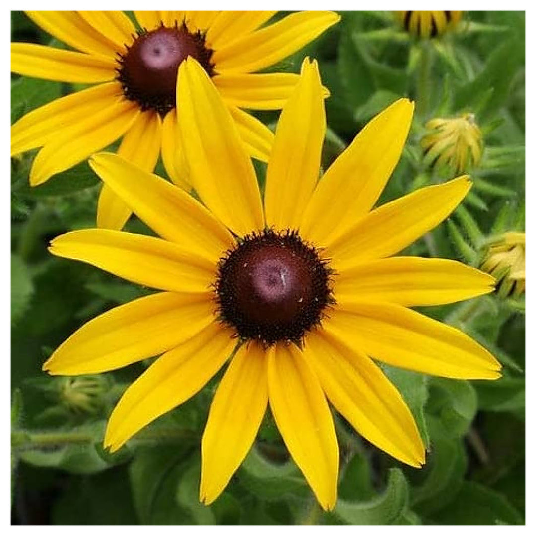 Organic Heirloom Rudbeckia Flower Seeds for Planting – Non-GMO Yellow Blooms, High Germination Perennial Garden See | Neera Seeds product photo [neera-v4-bb92a9c7172400cc3e53]
