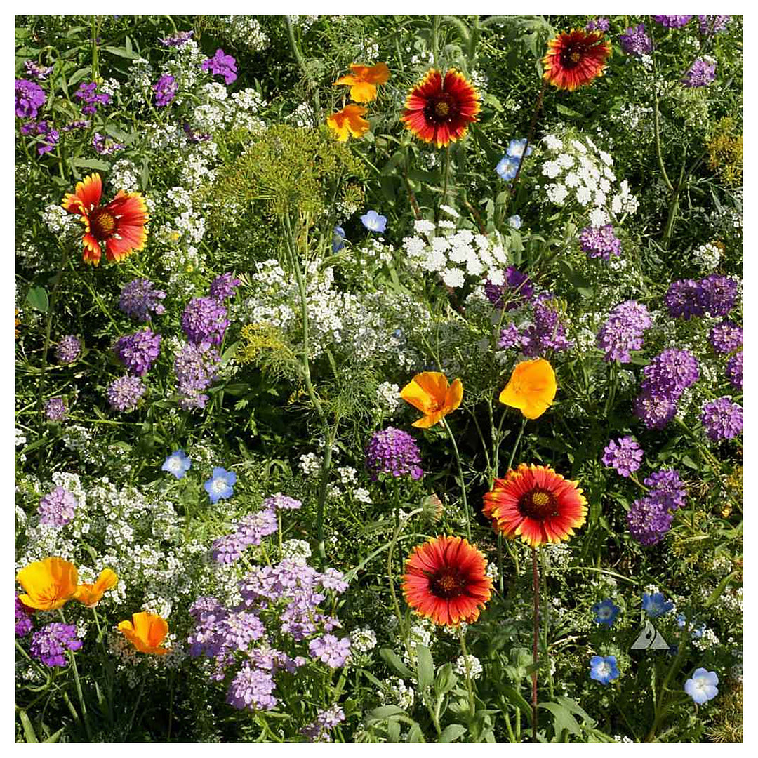 Mix Apple Blossom Flower Seeds for Planting – Heirloom, Non-GMO, Organic Garden Seeds, High Germination | Neera Seeds product photo [neera-v4-bbb26218a521d4bb4ea0]
