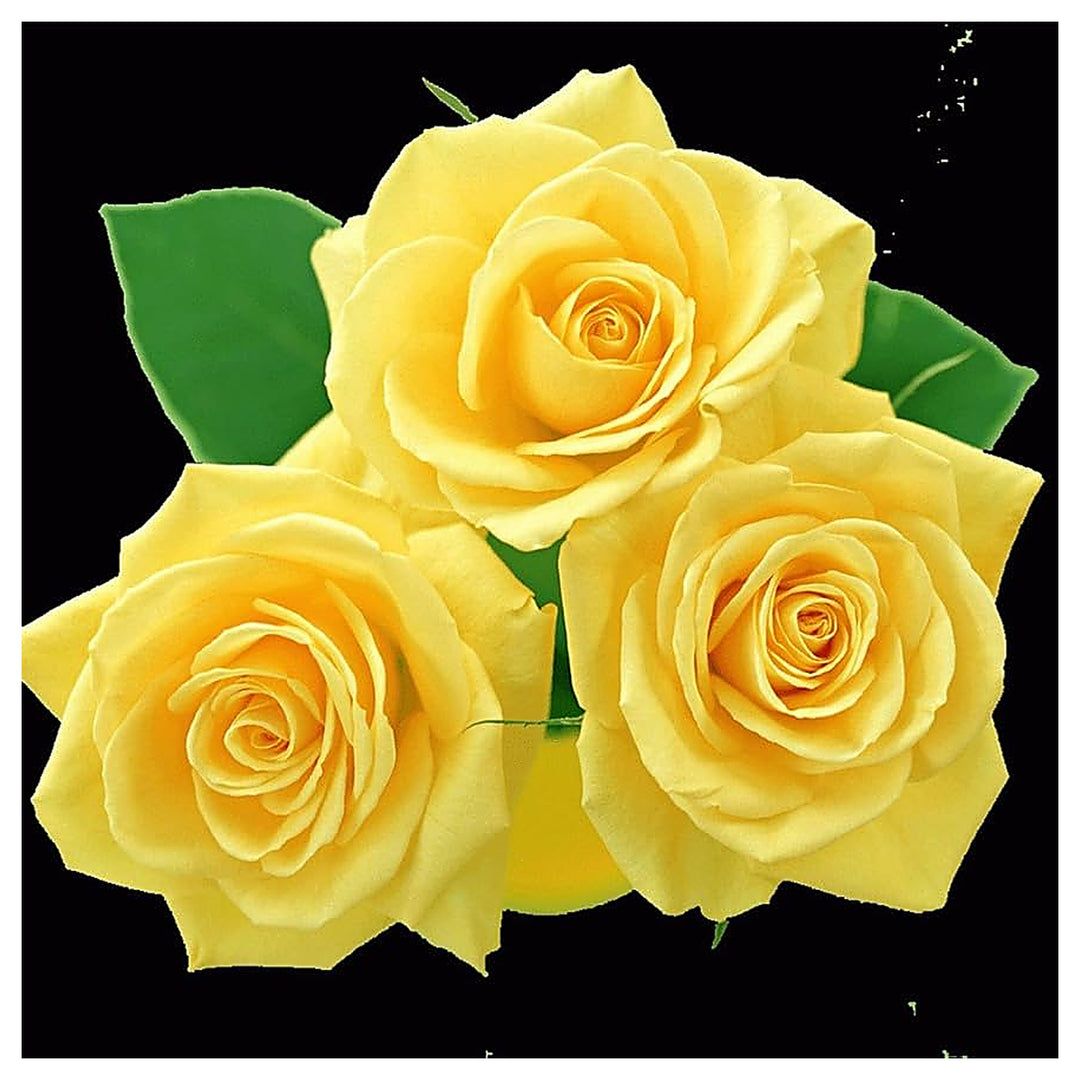 Yellow Earth Rosaceae Rose Bush Rose Flower Seeds Home Garden Planting, Premium Organic | Neera Seeds product photo [neera-v4-bbcf50097826ac27b1c9]