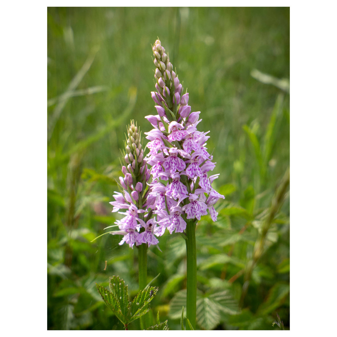 Dactylorhiza Flower Seeds for Planting – Heirloom, Non-GMO, High Germination Organic Garden Seeds | Neera Seeds product photo [neera-v4-bbd87e659ad806d8157f]