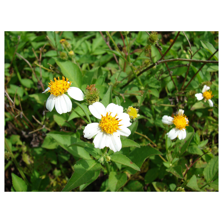 Spanish Needles Flower Seeds for Planting – Heirloom, Non-GMO, High Germination Organic Garden Seeds | Neera Seeds product photo [neera-v4-bc00eadd278c780260e1]