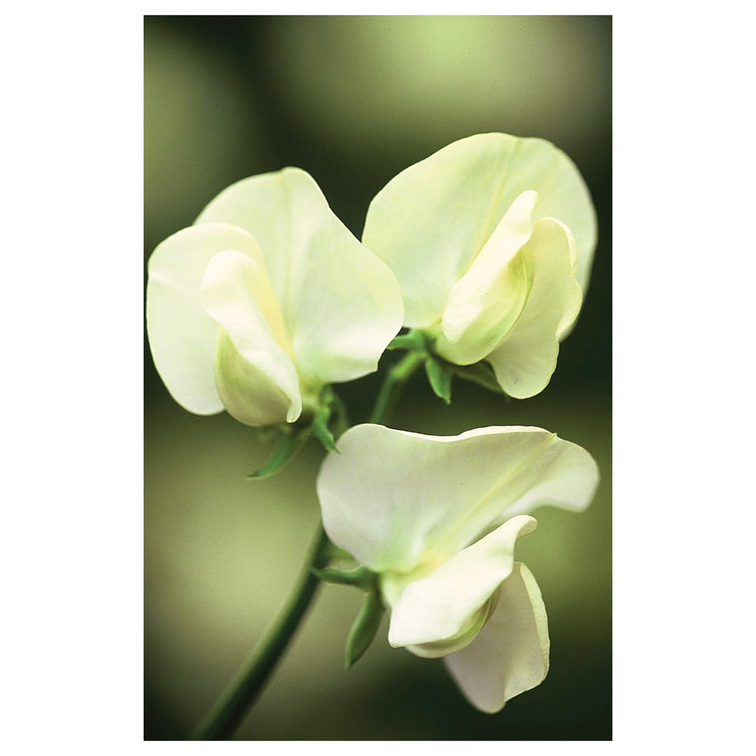 Heirloom Non-GMO Cream Sweet Pea Flower Seeds for Planting – High Germination Organic Garden Seeds | Neera Seeds product photo [neera-v4-bc0215cdb65c9cc01956]