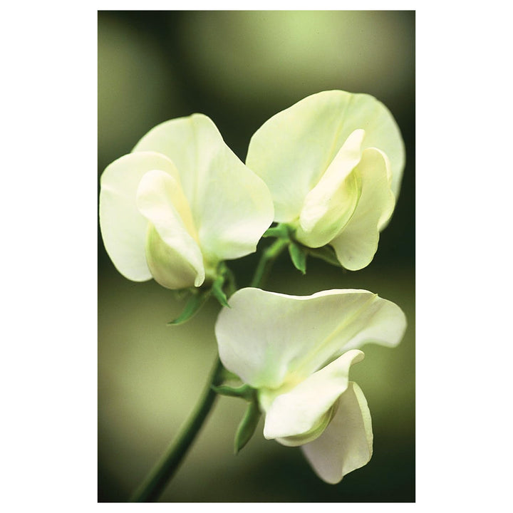 Heirloom Non-GMO Cream Sweet Pea Flower Seeds for Planting – High Germination Organic Garden Seeds | Neera Seeds product photo [neera-v4-bc0215cdb65c9cc01956]