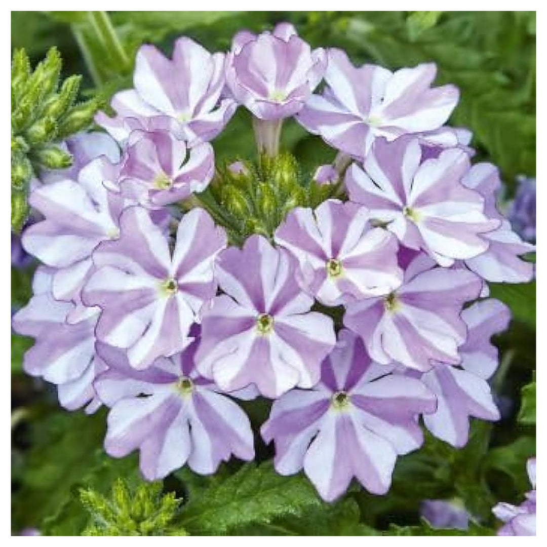 Organic Heirloom White Purple Verbena Flower Seeds – Non-GMO Hardy Seeds for Planting | Neera Seeds product photo [neera-v4-bc17c57685bf549c74da]