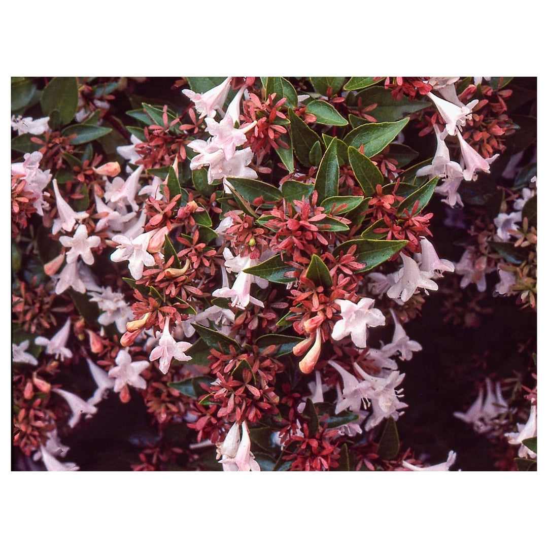 Heirloom Non-GMO Red Abelia Flower Seeds for Garden Planting – Fragrant Ornamental Blooms | Neera Seeds product photo [neera-v4-bc27074eb006e9ef384c]