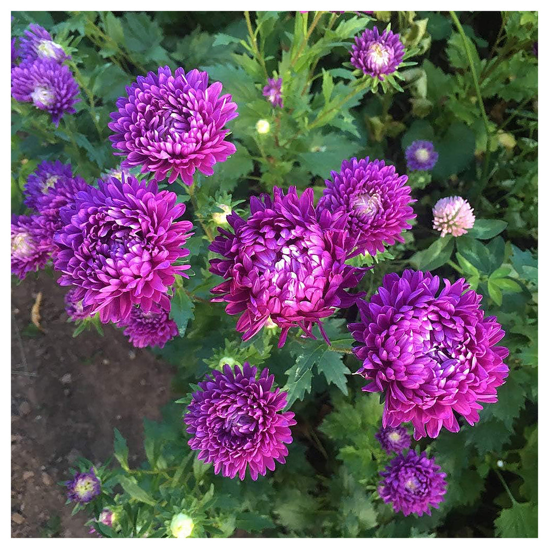 Dark Purple Aster Seeds for Planting – Organic Heirloom Non-GMO High Germination Flower Seeds | Neera Seeds product photo [neera-v4-bc295356ef5d19f20b4e]