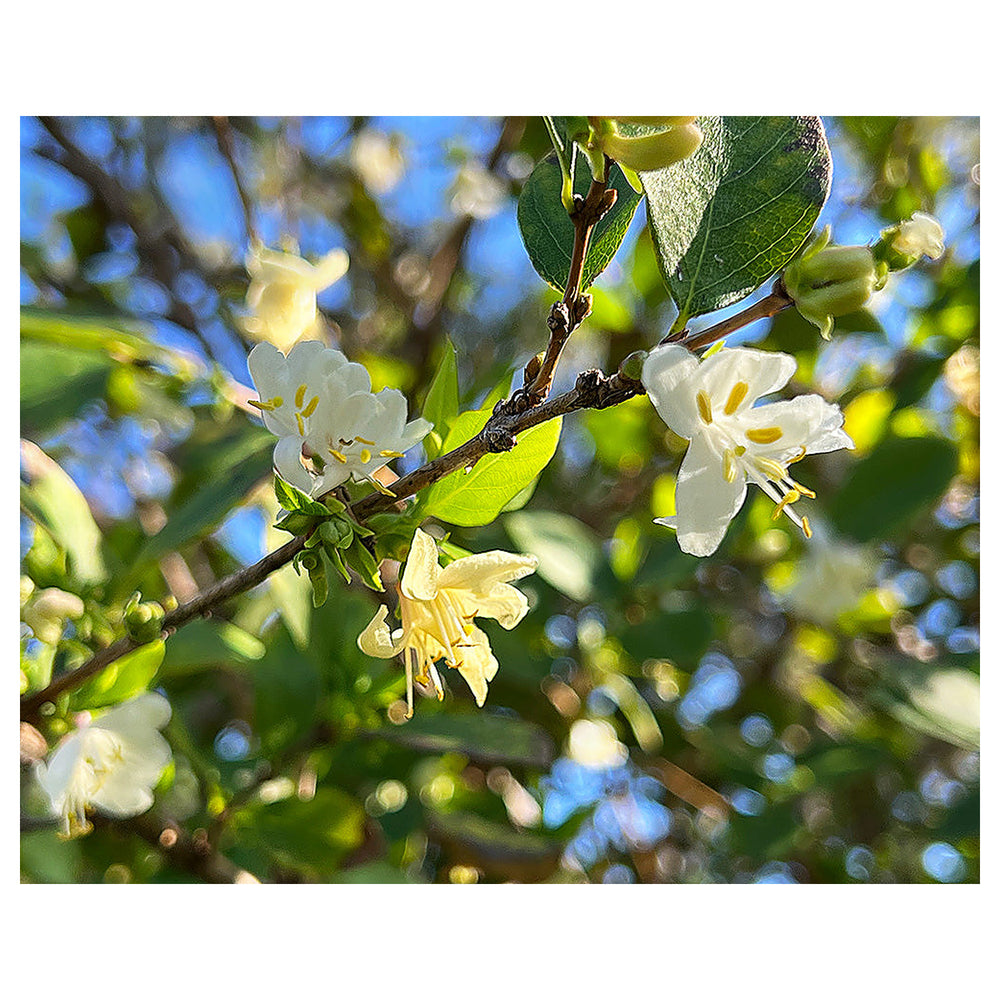Heirloom Non-GMO Lonicera Fragrantissima Flower Seeds for Planting – Winter Fragrant Blooms | High Germination | Neera Seeds product photo [neera-v4-bc3051a63681edf2df2c]