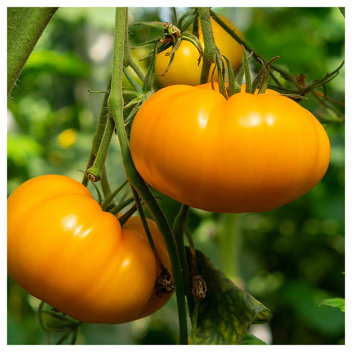 Dark Orange Giant Tomato Seeds – Heirloom, Non-GMO, High Germination Garden Seeds for Planting | Neera Seeds product photo [neera-v4-bc4772933ba564de33f2]