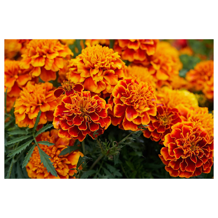Heirloom Marigold Sparky Flower Seeds, Non-GMO Bright Blooms for Vibrant Garden Planting | Neera Seeds product photo [neera-v4-bc4eb2c5d65538e96bc9]