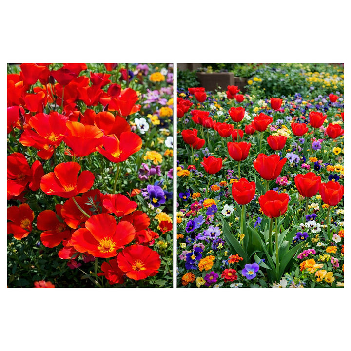 Red Chief Calinia Poppy Planting Non Gmo Flower Planting Heirloom Flower Seeds Home | Neera Seeds product photo [neera-v4-bc5bde2aa69ace15fbfc]