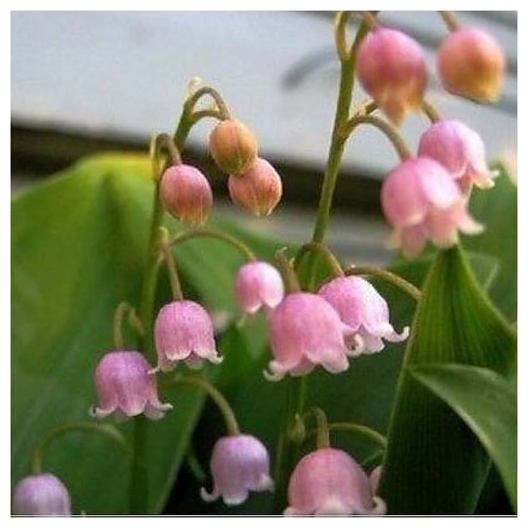 Pink Bell Orchid Flower Seeds – Heirloom Non-GMO Rare Blooms for Garden Planting | Neera Seeds product photo [neera-v4-bc64fcac1780cf61f427]