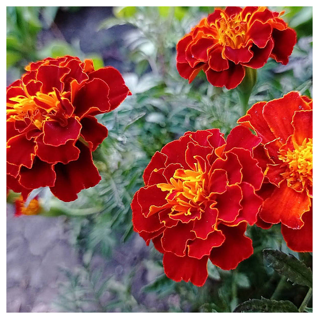 Heirloom Patula Flower Seeds, Non-GMO French Marigold Blooms for Colorful Garden Planting | Neera Seeds product photo [neera-v4-bc6b490f9efe1c201362]