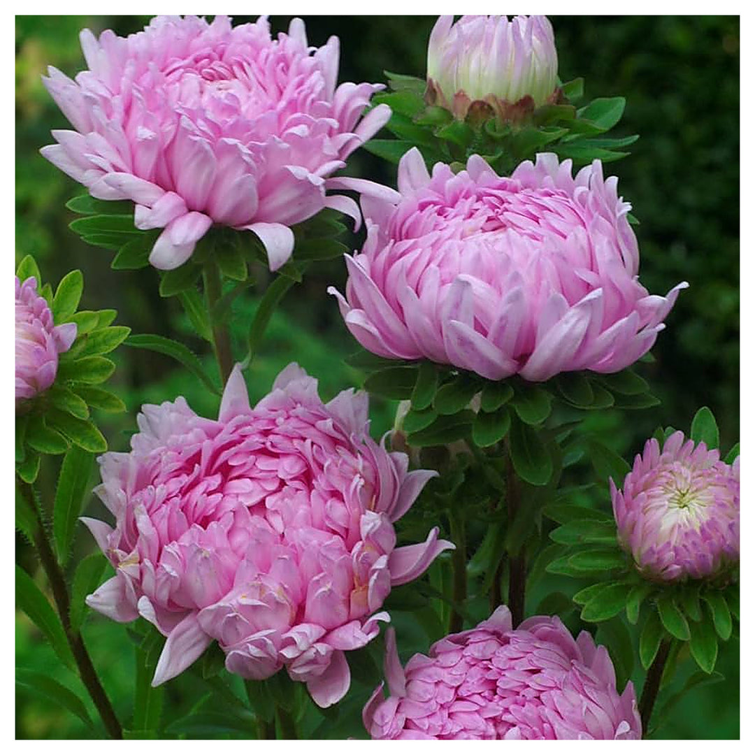 Aster Callistephus Chinensis Paeony Duchess Scarlet Planting Flower Bed Flower Seeds | Neera Seeds product photo [neera-v4-bc6f6a4e7561474d24ea]
