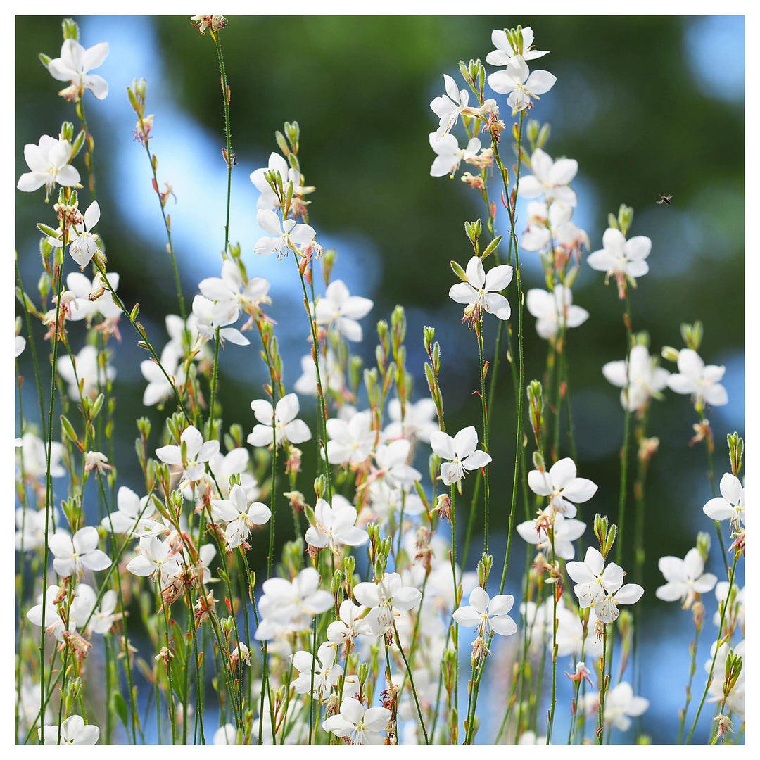 Gaura Gaura Lindheimeri Large Flowered Butterfly Flower For Planting Pollinator Friendly Blooms For | Neera Seeds product photo [neera-v4-bc7a534fa983fb89c4a7]