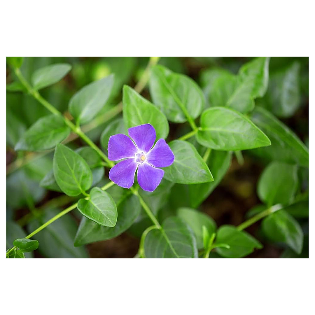 Purple Vinca Flower Seeds for Planting, NON GMO Seeds | Neera Seeds product photo [neera-v4-bc7c216dde65cefa0eb5]
