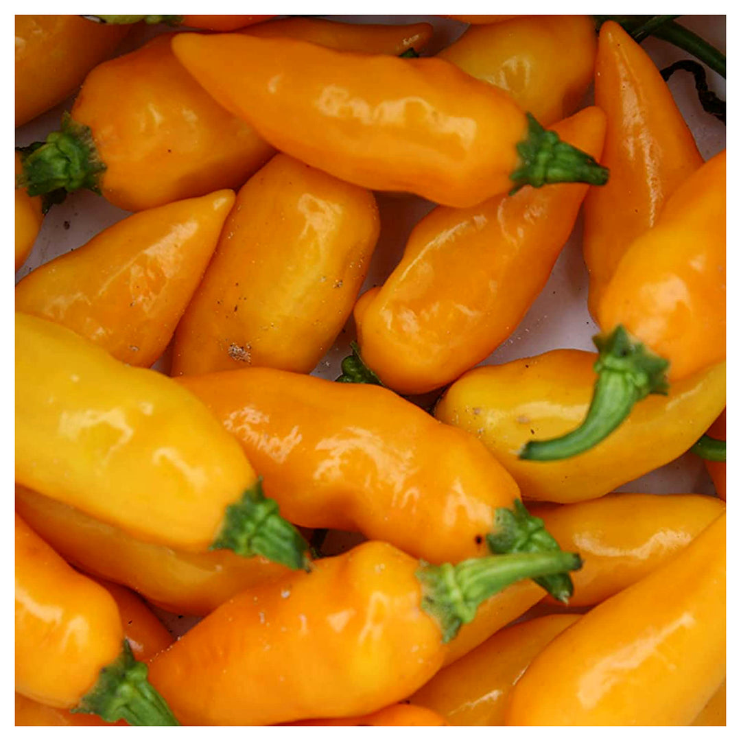 Datil Pepper Capsicum Chinense For Planting Flower Seeds for Home Garden Planting, Blooming Organic | Neera Seeds product photo [neera-v4-bc7dfaf4cc589f250c60]