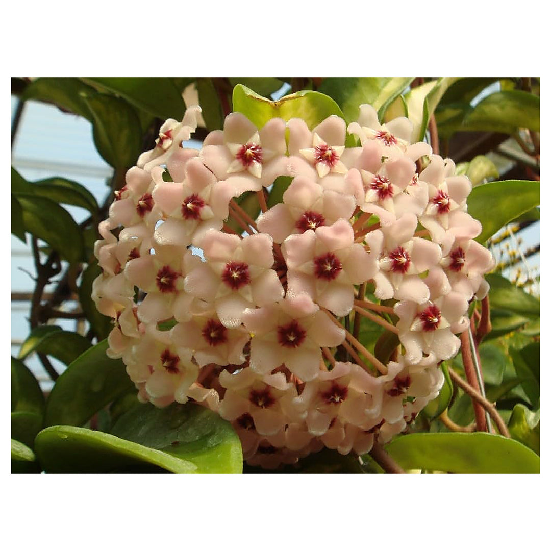 Peach Pink Carnosa Flower Seeds – Heirloom Non-GMO High Germination Organic Garden Seeds for Planting Vibrant Bloom | Neera Seeds product photo [neera-v4-bc9fb154c11397867c9c]