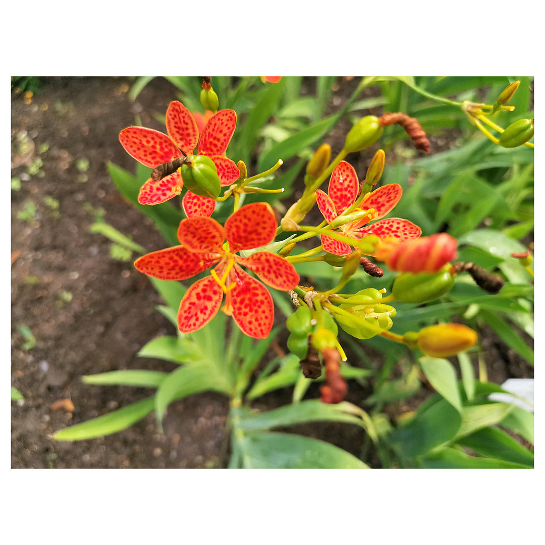 Red Leopard Flower Seeds for Planting - Heirloom Non-GMO High Germination Organic Garden Seeds | Neera Seeds product photo [neera-v4-bcb0291e7feb806d6ab0]