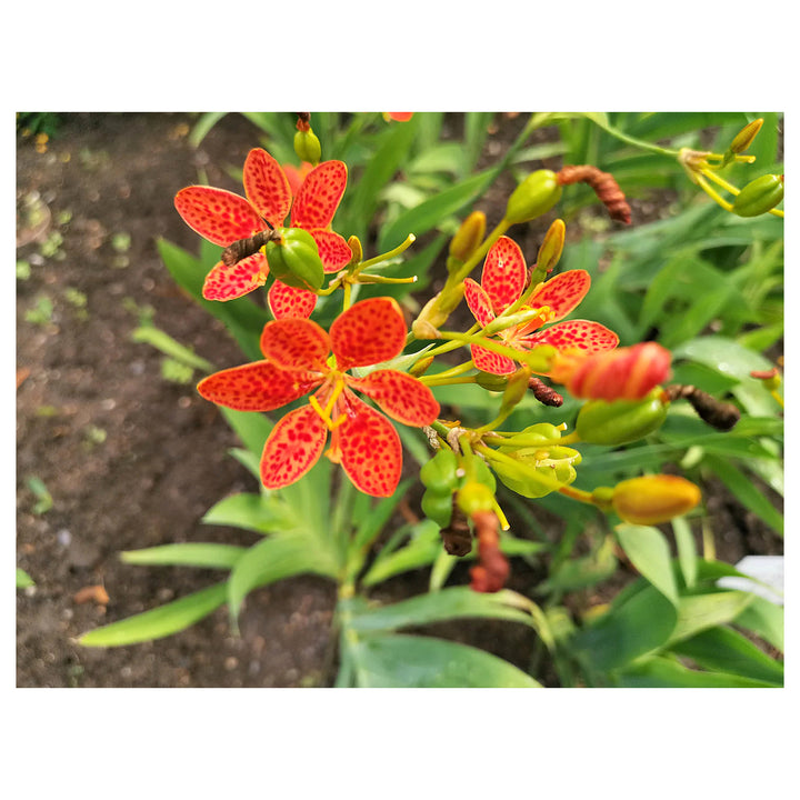 Red Leopard Flower Seeds for Planting - Heirloom Non-GMO High Germination Organic Garden Seeds | Neera Seeds product photo [neera-v4-bcb0291e7feb806d6ab0]