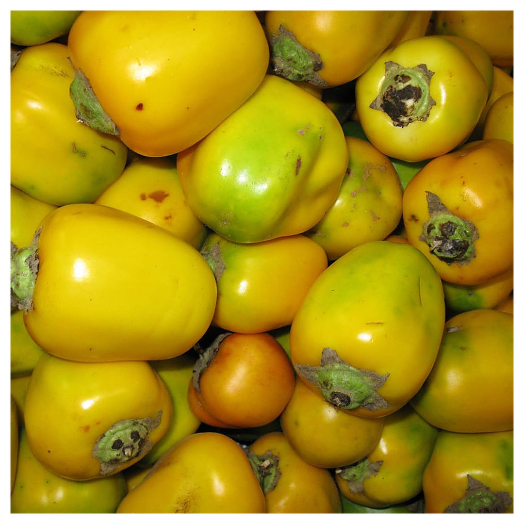Ilex Verticillata Seeds – Grow Decorative & Festive Winterberry Plants, Heirloom, Non-GMO & Organic Seeds | Neera Seeds product photo [neera-v4-bcb470c838c43cdd3927]