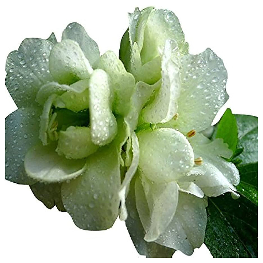 Green Azalea Rhododendron Flower For Planting Evergreen Shrub For Pollinator Gardens Backyard | Neera Seeds product photo [neera-v4-bcc16190ea29f8dc1881]