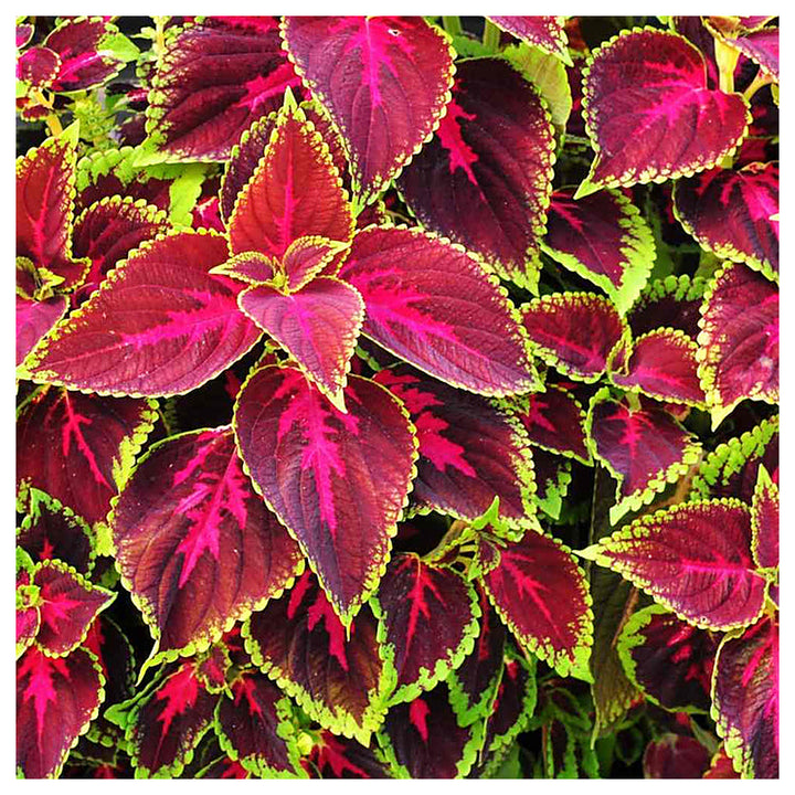 Heirloom Mixed Color Coleus Flower Seeds for Planting – Non-GMO, Vibrant Ornamental Foliage Variety | Neera Seeds product photo [neera-v4-bcc8feb10f087c279233]
