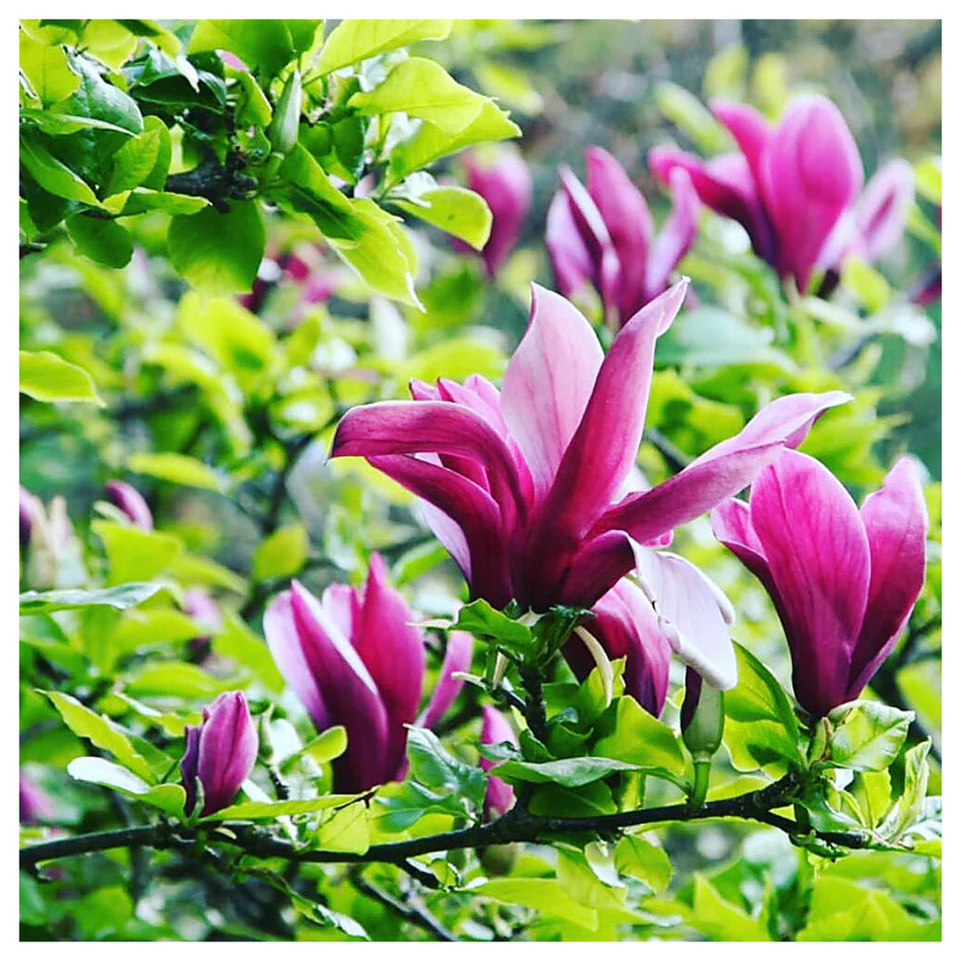 Heirloom Magnolia Liliiflora Flower Seeds for Planting – Non-GMO, Organic Garden Seeds with High Germination | Neera Seeds product photo [neera-v4-bce929531bf93d6d393b]