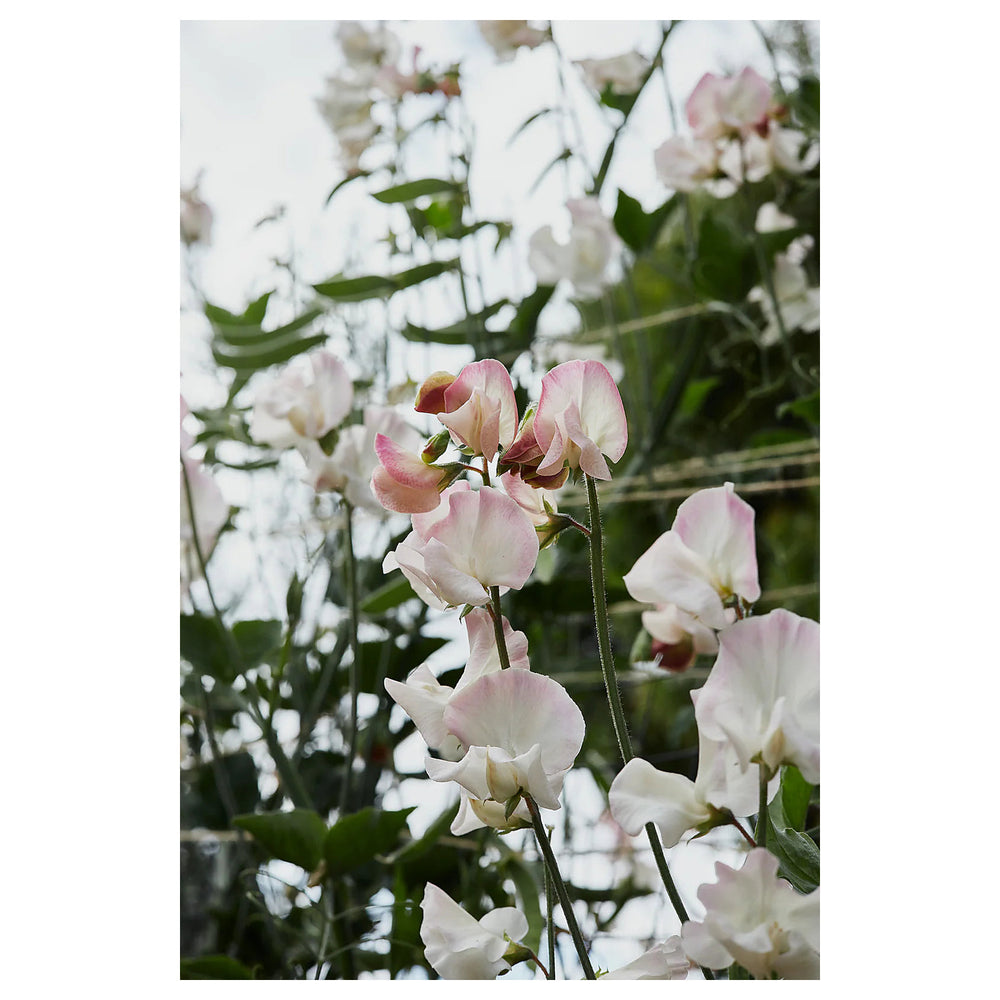 Sweet Pea 'Piggy Sue' Flower Seeds – Heirloom, Non-GMO, High Germination Fragrant Blooms for Garden Planting | Neera Seeds product photo [neera-v4-bce937b4edfae91acec9]