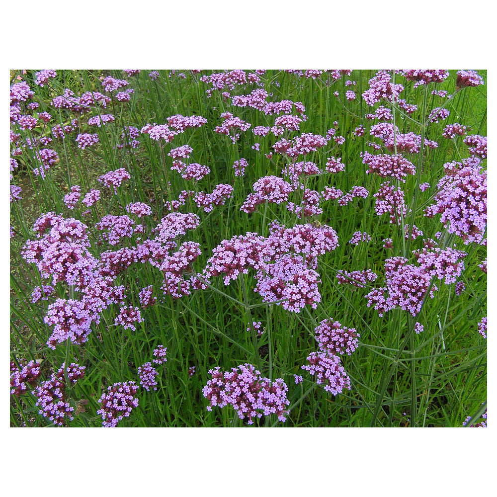Organic Violet Verbena Plant Seeds for Planting – Heirloom Non-GMO High Germination Garden Seeds | Neera Seeds product photo [neera-v4-bcf0578a82dd711041ec]