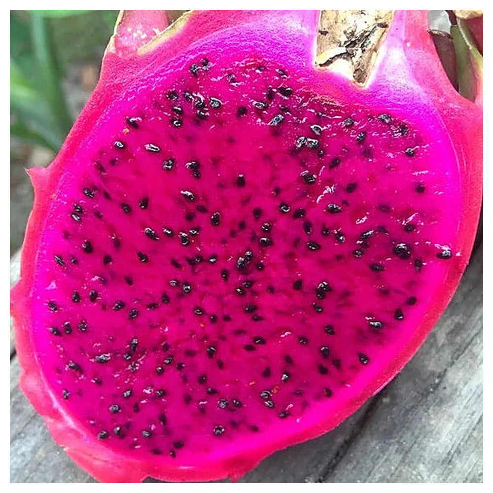 Pitaya Pink Fruit Seeds for Planting – Heirloom Non-GMO Organic Garden Seeds with High Germination for Exotic Drago | Neera Seeds product photo [neera-v4-bcf9e1d913b3e022027f]