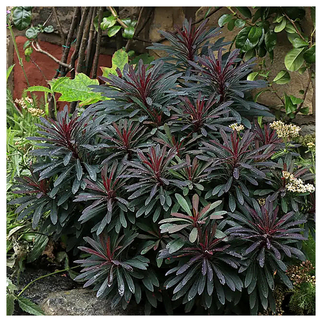 Euphorbia Amygdaloides Plant Seeds for Planting | Heirloom Non-GMO High Germination Organic Garden Seeds | Neera Seeds product photo [neera-v4-bcffd0962734098b80fd]