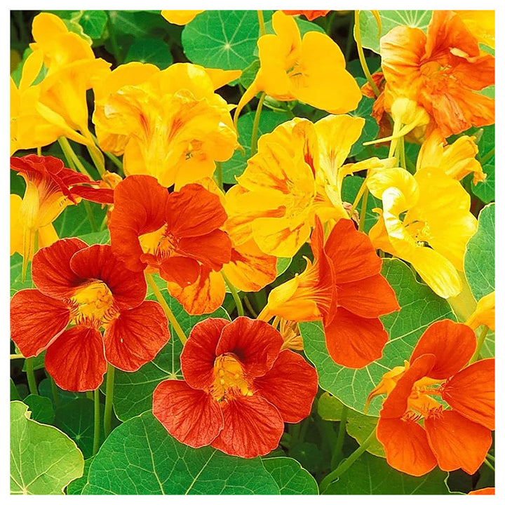 Mixed Nasturtium Flower Seeds for Planting – Heirloom, Non-GMO, High Germination Organic Garden Seeds | Neera Seeds product photo [neera-v4-bd22c54672b655e40a5a]