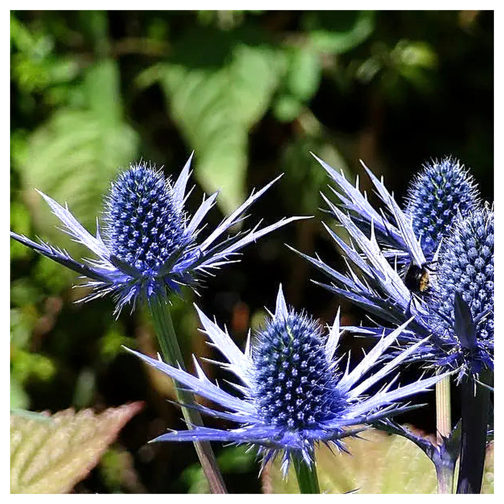 Heirloom Non-GMO Sea Holly Flower Seeds for Planting – Unique Drought-Tolerant Garden Blooms | Neera Seeds product photo [neera-v4-bd2a909727c830b85fe0]