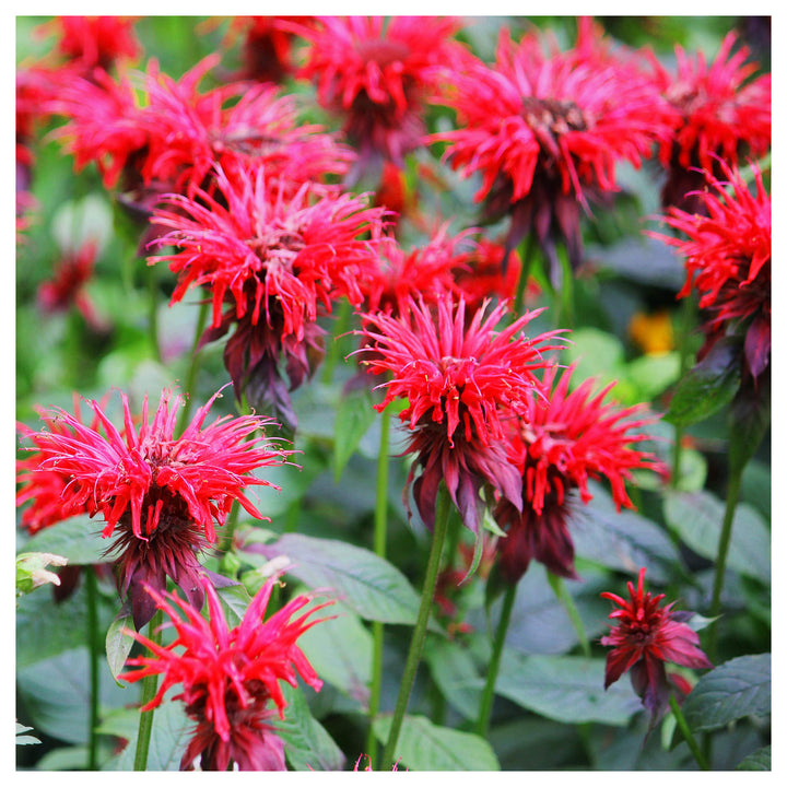 Organic Heirloom Monarda Flower Seeds for Planting – Mixed Panorama Bee Balm Non-GMO Organic Garden Seeds | Neera Seeds product photo [neera-v4-bd2ff54d76c703d3d26d]