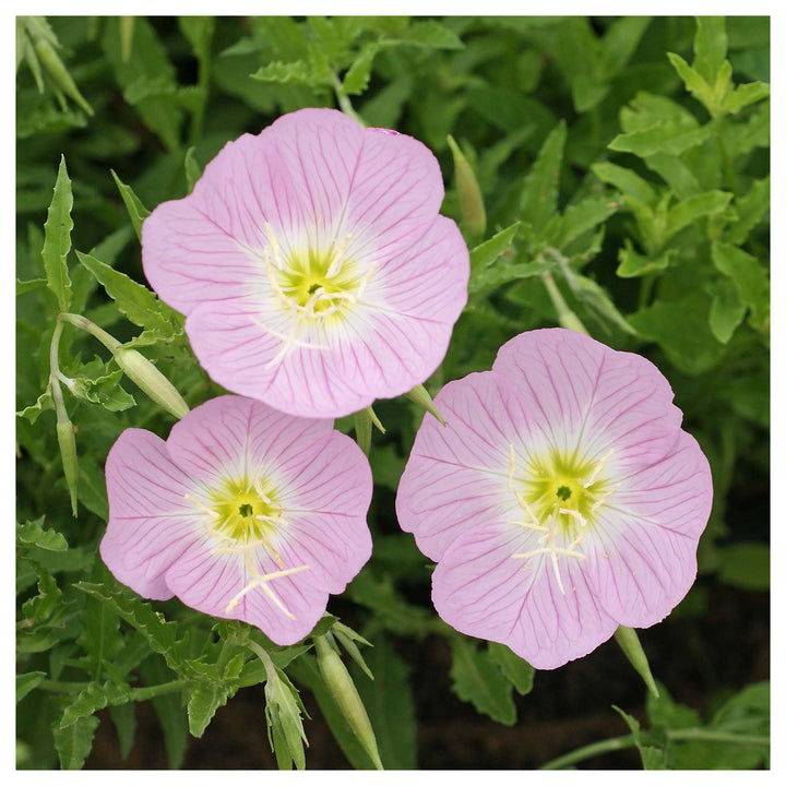 Light Pink Primrose Flower Seeds – Heirloom Non-GMO Evening Blooms for Garden Ground Cover | Neera Seeds product photo [neera-v4-bd37457d65454fa6c151]