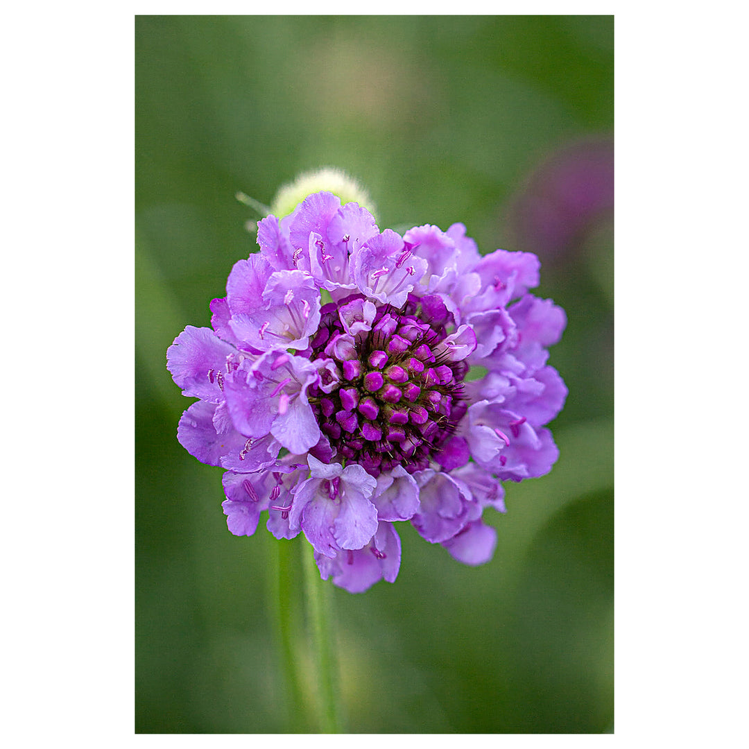 Flower Scabiosa Atropurpurea Cockade Native Heirloom Perennial For Planting Ideal For Wildflower | Neera Seeds product photo [neera-v4-bd3ef25b4f18874842d0]